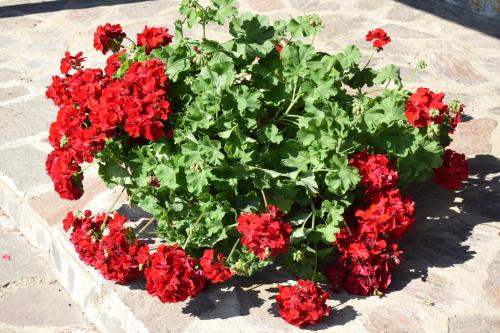 a bunch of red flowers in a flower pot at hotel lo sciatore in Cotronei