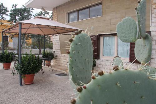 a cactus in front of a building with an umbrella at Da nonno in Pezze di Greco