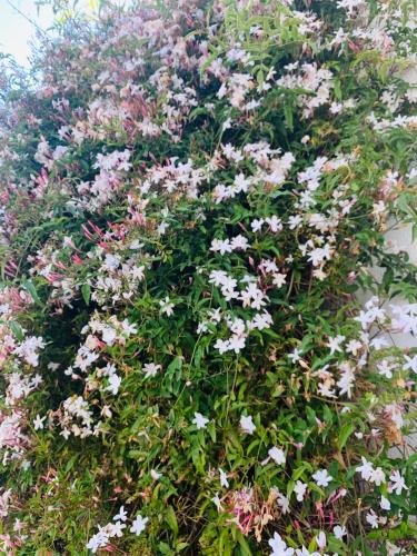 a bunch of pink and white flowers on a plant at Fatima Belavista & Pool in Fátima