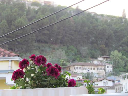 a flower pot with red flowers on a balcony at Apartment Koka in Berat