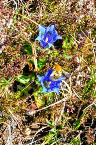 a blue flower sitting on the ground in the grass at Ferienwohnung Kochs Beeren in Oberfresen
