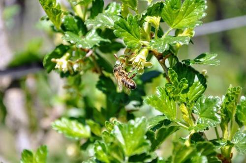 a bee on a plant with green leaves at Ferienwohnung Kochs Beeren in Oberfresen