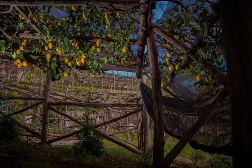 a bunch of oranges hanging from a tree at B&B La Gemma di Ravello in Ravello