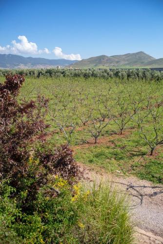 a field with trees and grass and a dirt road at Ferme D"Hote Lala Fatima in Aïn Leuh
