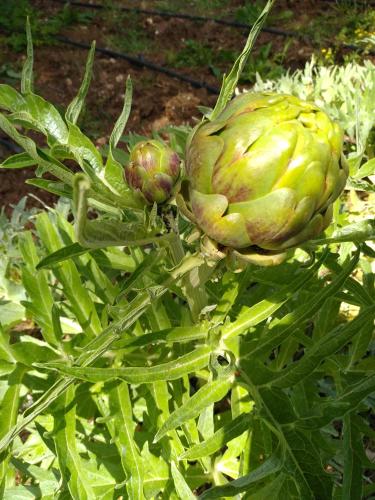 an artichoke is growing on a green plant at B&B Terra Serena in Santa Cesarea Terme
