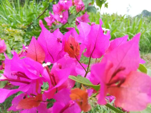 a bunch of pink flowers in the grass at Lake Bliss in Dambulla