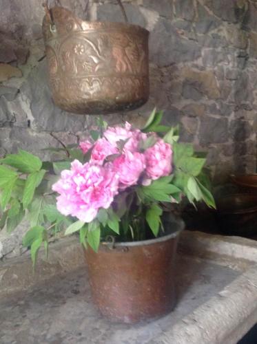 a pail of pink flowers sitting on a ledge at TORRE DEL GRIFONE nel medioevo di Cividale del Friuli in Faedis