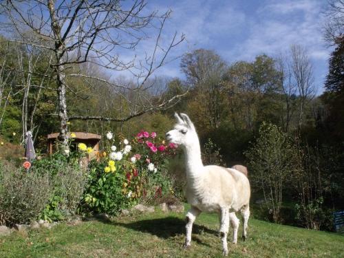 a llama standing in a yard next to flowers at Le Domaine du Châtelet in Ferdrupt