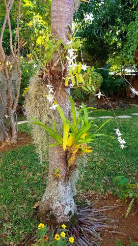 a plant growing out of a tree stump at La Maison des Hôtes in Saint-Joseph