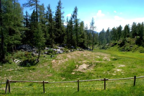 a grassy hill with a fence and trees at Lärchenhütte in Tauplitzalm