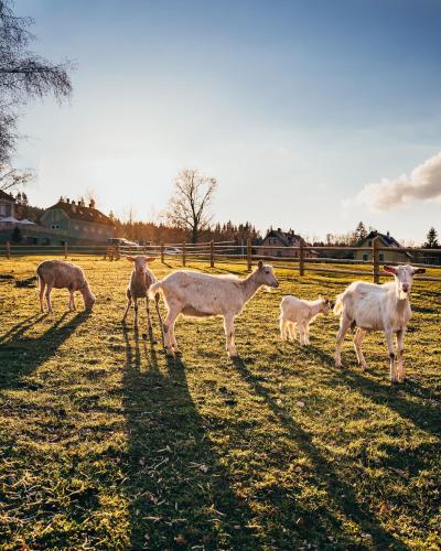 a group of sheep standing in a field at Aparthotel & Wellness Knížecí cesta in Horní Planá