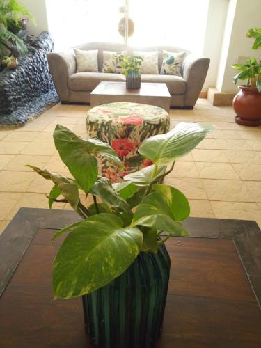 a green vase with a plant in a living room at ILLIYIN Boutique Hotel in Dakar