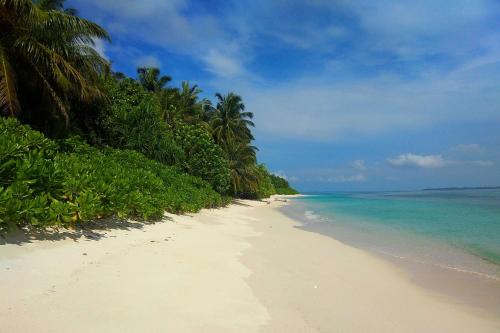 a beach with palm trees and the ocean at Ira Bungalows Pulau Banyak in Alaban