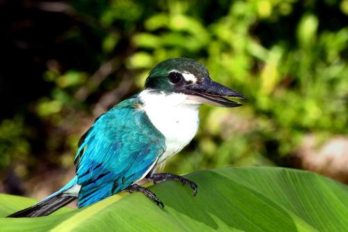 a blue and white bird sitting on a green leaf at Ira Bungalows Pulau Banyak in Alaban