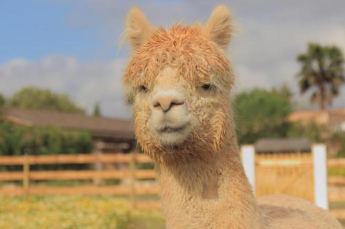 Hacienda d'Armando – Photos 4