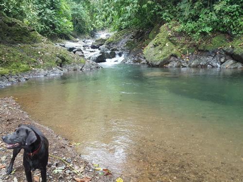 a black dog standing in the water next to a stream at Hacienda Mil Bellezas - Private 40ha Jungle Reserve in Quepos