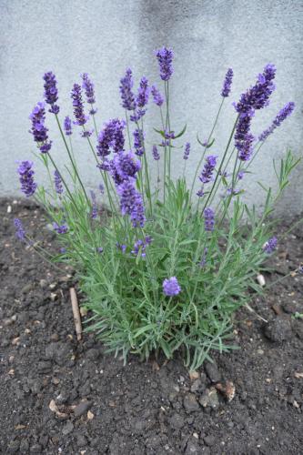 a bunch of purple flowers in the dirt at Babamúzeum apartman in Tihany