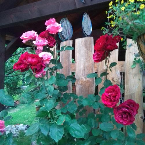 a group of red roses in a garden at Apartments Kapus Center in Bled