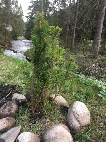 a small pine tree sitting on top of rocks at Chata VYPO in Liptovský Ján