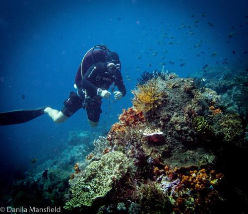 a person is swimming over a coral reef at D'uma Amed Homestay in Amed