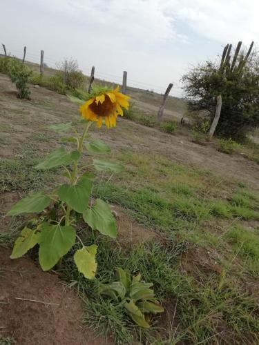 a sunflower growing in a field next to a fence at Payande - Tatacoa in Villavieja