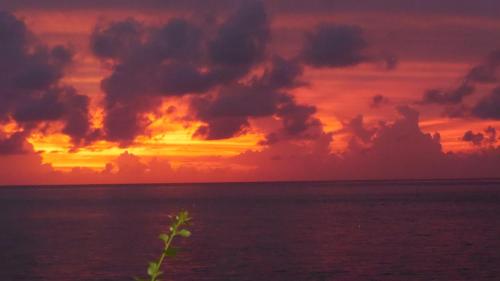 a sunset over the ocean with a plant in the foreground at Fare Vahine Oviri - 1048DTO-MT in Uturoa