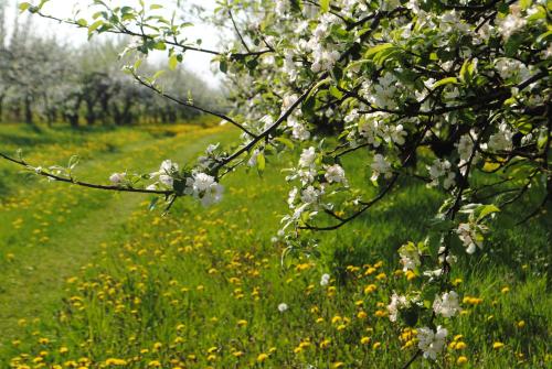 a flowering tree in a field of flowers at EKOTURYSTYKA W RAJU in Sarnaki