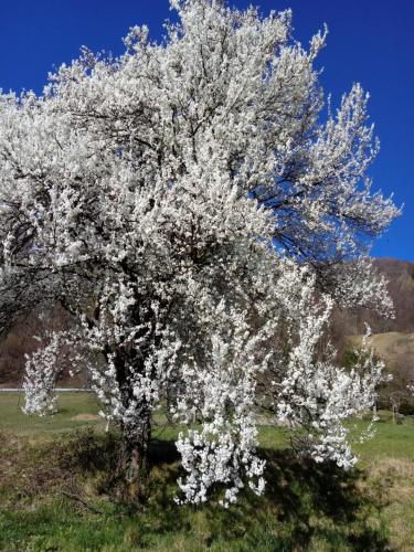 a tree covered in white flowers in a field at Počitniška hiša Pologar in Tolmin