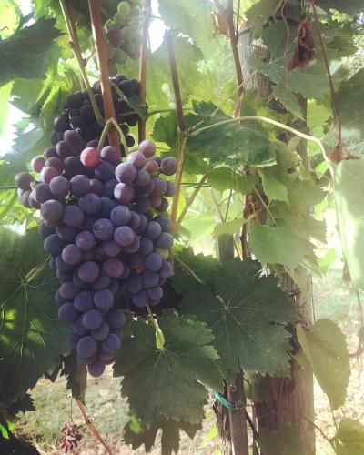 a bunch of grapes hanging from a tree at Agriturismo Villa Le Vigne in Montevarchi