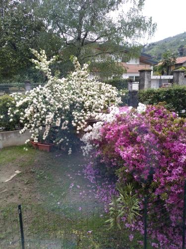 a garden with white and pink flowers and a fence at Casa Orisca in Lesa