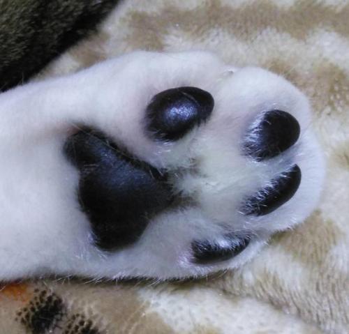 a close up of a black and white pawrintasteryasteryasteryasteryasteryastery at Guesthouse Yashima in Takamatsu