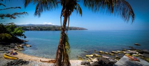 a palm tree on a beach next to the water at Butterfly Space- A Non-Profit Eco-Lodge in Nkhata Bay