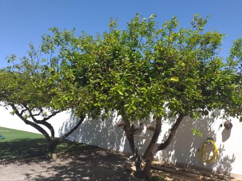 Villa Assuntina – Photos 4