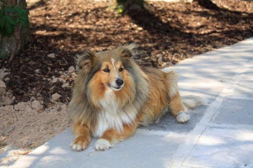 a dog laying on the ground on a sidewalk at Butterfly cabin in Limerick