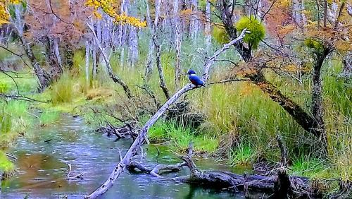 CABAÑAS LOS PATOS – Photos 2