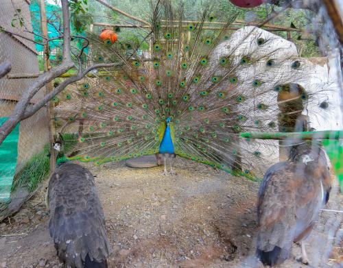 two peacocks standing in front at ferme by Ikalimo in Ourika