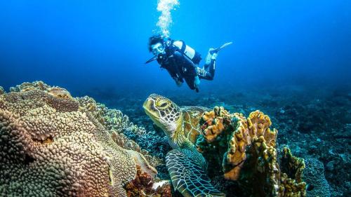 a person swimming over a coral reef with a turtle at Tradewinds Lodge in Diani Beach
