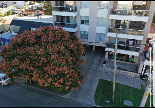 an overhead view of a large tree in front of a building at Apartamento Reyes Catolicos in Salta
