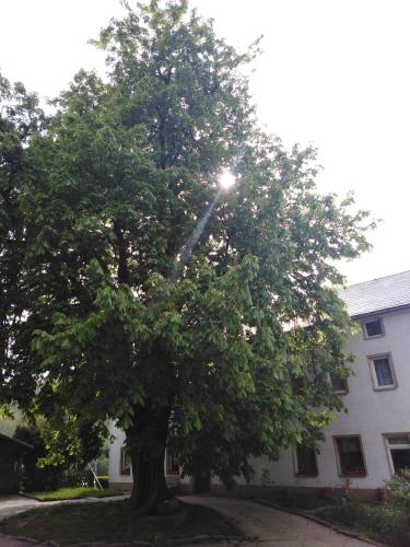 a large tree in front of a building at Landpension Haupt in Sebnitz