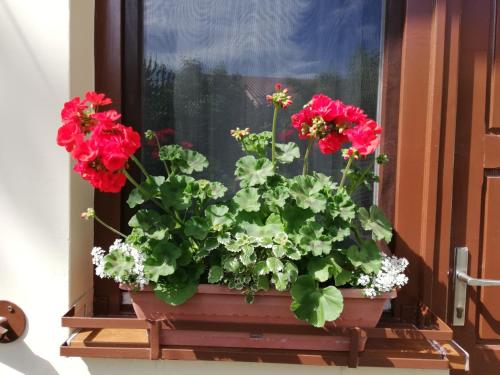 a pot of red flowers on a window sill at Gyöngyszem Vendégház in Eger