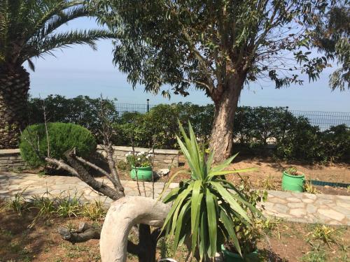 a palm tree and a plant in a garden at Front Beach House in Skala Kallirakhis