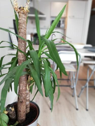a plant in a pot on a table at appartement oostende vlak bij zee in Ostend