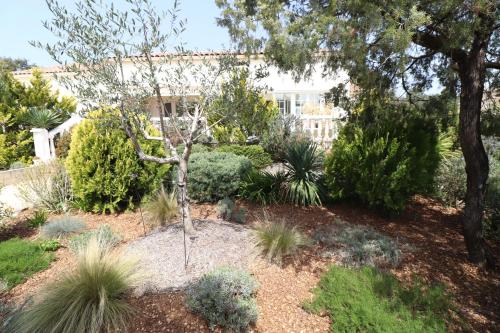 a garden with a small tree and plants at La Cèzenole in Méjannes-le-Clap
