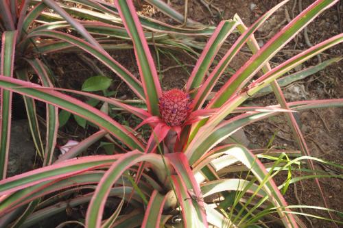 a pineapple plant with a red flower in the middle at The Gecho Inn Country in Jepara