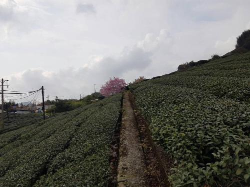 a field of crops with a pink tree on a hill at Ming Yang B&B in Fenchihu