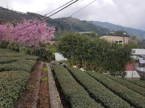 a field of crops with a pink flowering tree at Ming Yang B&B in Fenchihu