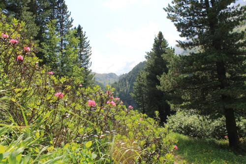 a view of a valley with trees and pink flowers at Alpenappartement Kleiner in Tannheim
