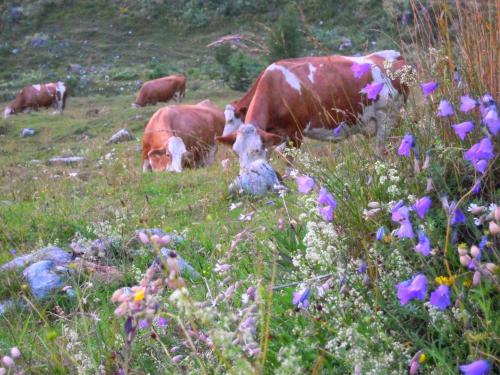 a group of cows grazing in a field of flowers at Alpenappartement Kleiner in Tannheim