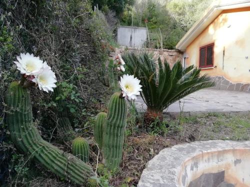 Κήπος έξω από το In campagna da Nino