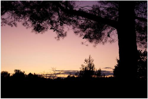a silhouette of a tree in front of a sunset at Apartments Ruby in Funtana